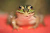 1302181_Frosch Fokus auf Großaugen Foto frontal Sitzporträt Tiermaul Schnauze, roter Boden Makrobild