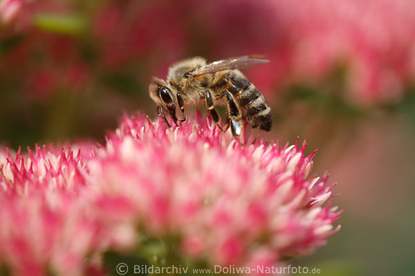 Honigbiene Nektarsuche auf Blte rosa-lila