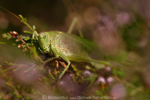 Groes Heupferd Laubheuschrecke in Heidekraut