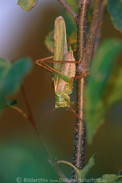 Heupferd groe Laubheuschrecke am Baumstamm krabbeln Kopfunten krabbeln