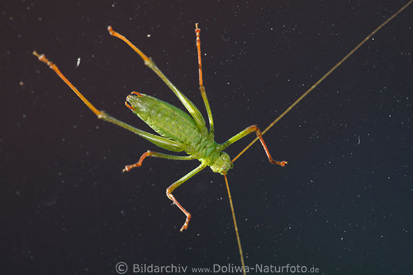 Heuschrecke grn Fhler +Beine