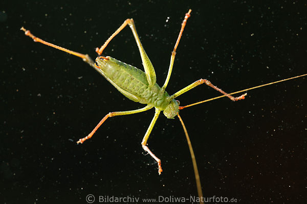 Heuschrecke Grninsekt am Schwarzhimmel