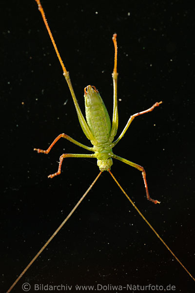 Heuschrecke formatfllende Fchen