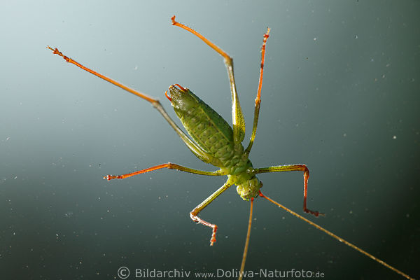 Heuschrecke grnes Krabbeltier lange Fsse