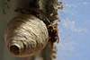 701783_ Wespe am Nestbau krabbeln ber Wespennest Foto kugelfrmiges Bruthaus mit Loch unter Glasdach