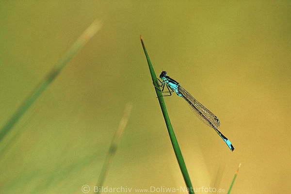 Federlibelle vor Goldwasser-Teich am Schilfhalm 