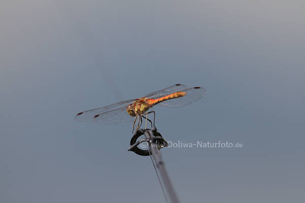 Teufelsnadel gelbrote Libelle am Angelstock Rute