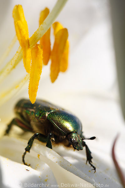 Rosenkfer grnes Tier Cetonia Aurata in Lilie Weiblte