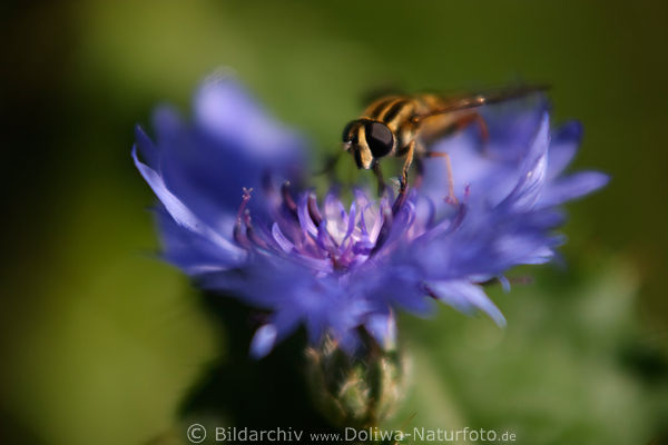 Schwebefliege in blauen Kornblumenblte