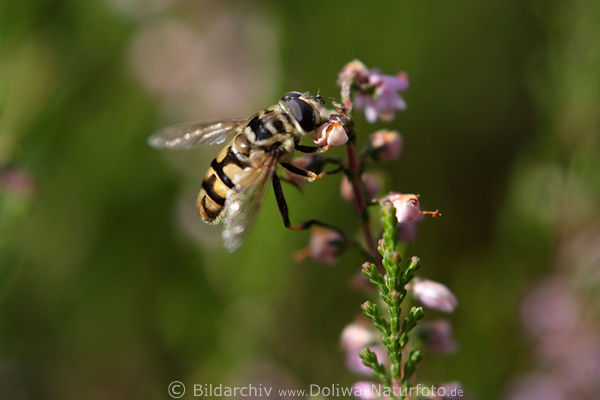 Schwebefliege an Heidekraut Blte stbern Pollen sammeln