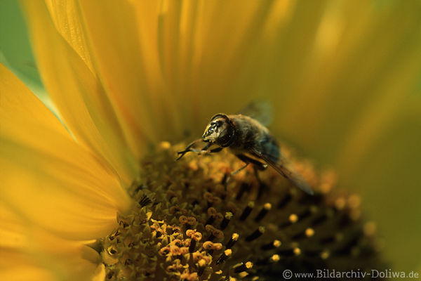 Schwebefliege Eristalis tenax Mistbiene in Sonnenblume Nektarsuche
