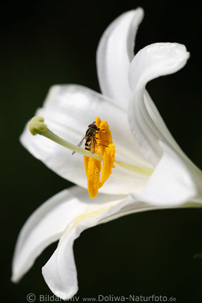 Schwebefliege in Weiblte Nektar sammeln