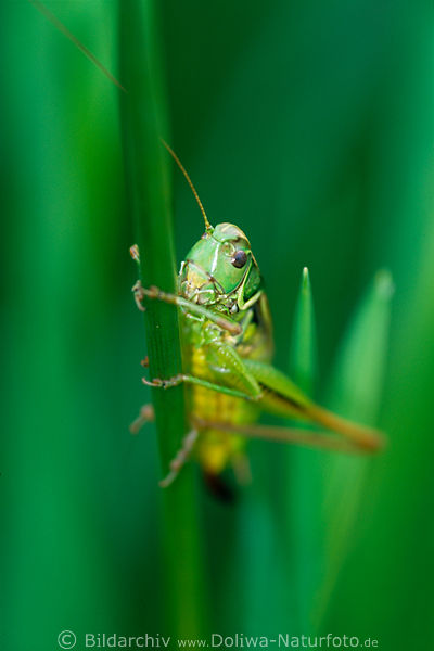 Warzenbeisser groe Heuschrecke am grnen Grashalm