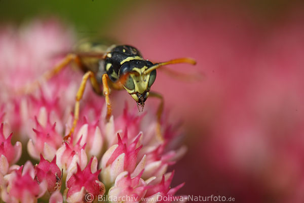 Wespe in Rosablüte krabbeln Insekt Vespa Hymenoptera