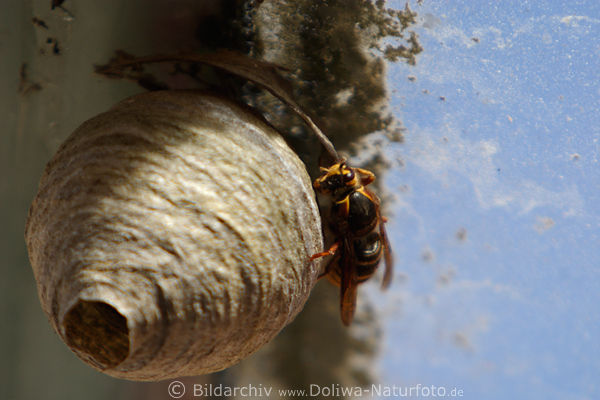 Wespe Hornisse am Nestbau Bruthaus mit Loch unter Glasdach krabbeln