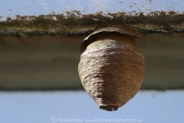 LehmwespenNest Bruthaus am Dach Kokon mit Loch