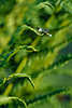 0336_Hufeisen Azurjungfer Libelle Naturfoto sitzend in Farnstrukturen, Insekt auf Blatt-Treppchen