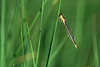 0337_Binsenjungfer Naturfoto: Lestes sponsa Libelle gelbe Jungfer am Schilfgras über Wasser sonnen
