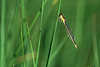 0337_Binsenjungfer Naturfoto: Lestes sponsa Libelle gelbe Jungfer am Schilfgras ber Wasser sonnen