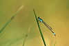 0338_Federlibelle zierliches blau-schwarz Tierchen Naturfoto am Schilfhalm vor Teich-Goldwasser in Sonne