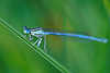 0339_Libellen Makrofotos, Naturbilder an Grashalmen in Wassernähe, Insekten Tierfotografien in Gräser