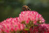 1104472_Honigbiene Makrofoto auf Fetthenne rosa Blumenblüten, Biene Pollen sammeln auf Gartenblume