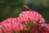 1104472_Honigbiene Makrofoto auf Fetthenne rosa Blumenblten, Biene Pollen sammeln auf Gartenblume