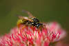1104518_Wespe schwarz-gelbes Insekt Makrofoto durchstöbert Rosablüte der Fetthenne nach Nektar