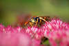 1104533_ Wespenbild Kopfportrait Mundwerkzeug Fühler Insekt Augen krabbeln auf Rosablüte