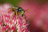 1104547_ Wespen Fotos Makrobilder Rosablüten krabbeln Insekt Vespa Hymenoptera Tierportraits