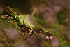 707604_Großes Heupferd grüne Laubheuschrecke Makrobild in Heideblüten Kopfportrait Makrofotografie