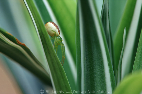 Krabbenspinne in Grnbltter der Dracaena Blattstrukturen Fotokunst