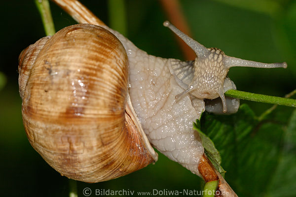 Weinbergschnecke im Schneckenhaus Helix pomatia heimisches Weichtier