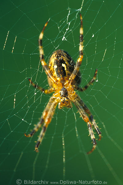 Grossspinne im Garnnetz grn Hintergrund