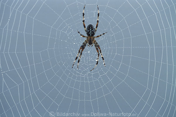 Spinnennetz Strukturen Foto mit Spinne in Spinnfäden, Spinnentier im ...
