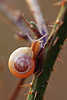0405_ Weinbergschnecke Helix pomatia Foto Schnecke kriechen auf Stachelpflanze, Snail
