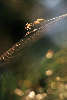 0970_ Spinnen Paar Spinnentiere auf Verfolgungsjagd im Garnnetz am Wald Naturfoto