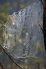 913749_ Spinnennetz Fotos Garn im Gegenlicht, Spinnseide aus Spinnfaden im Tau Nässe Naturfoto