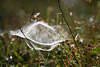 913757_ Spinnennetz Garnkugel Foto rundes doppelschichtiges Garnnetz auf Gras in Morgentau Naturfoto
