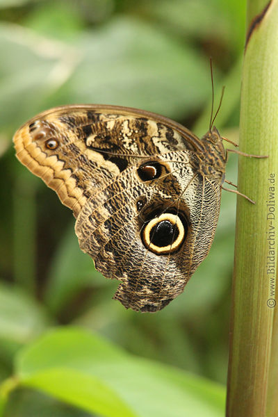Bananenfalter Fotos Caligo eurilochus Schmetterling gelb-grau Flgeltier