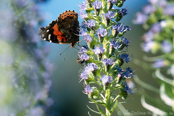 Admiral Falter Schmetterling stbert in Blte der Kanaren