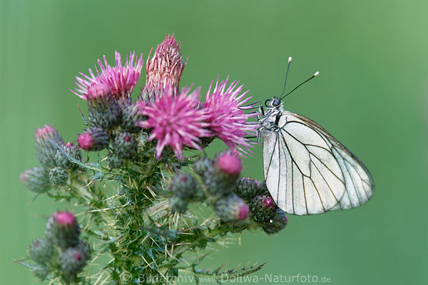 Rapsweissling Falter auf Kratzdistel Schmetterling