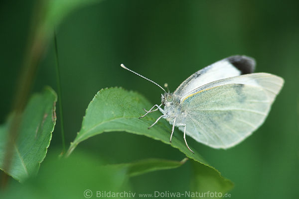 Schmetterling Kohlweiling auf Grnblatt Pieris rapae Falter