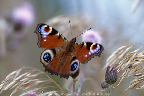 Tagpfauenauge Schmetterling Inachis io Grossbild