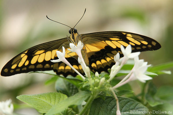 Ritterfalter Schmetterling Blumenstber Kopf Fhler gelbschwarz Flgeltier