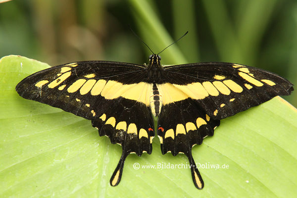 Ritterfalter Flgelbreite Foto Schmetterling gelbschwarz Flgelzeichnung