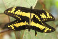 Papilio thoas Schmetterlinge Paarung in Bild gelb-schwarze Falter aus Südamerika Amazonien