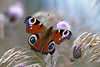 Tagpfauenauge Schmetterling Inachis io Naturbild auf Ackerkratzdistel Falter Familie Nymphalidae