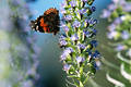 Admiral Falter Naturbild Schmetterling vanessa atalanta Tier in Blte stbern