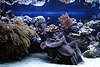 707043  Mrder-, Riesenmuschel Tridacna squamosa vor Korallenwelt in Aquarium Bild, Polypen Nesseltiere